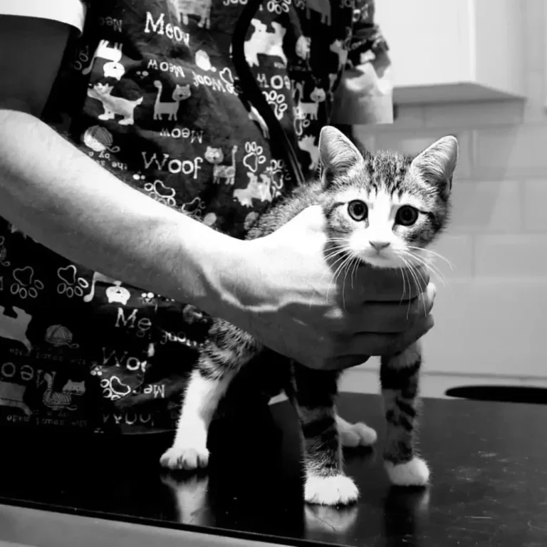 Riverside Veterinary Clinic in Bournemouth - Exceptional pet care at affordable prices Riverside Veterinary Clinic in Bournemouth - Exceptional pet care at affordable prices