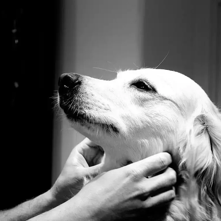 Bournemouth Vets - Dog Health Plan Bournemouth Vets - Dog Health Plan