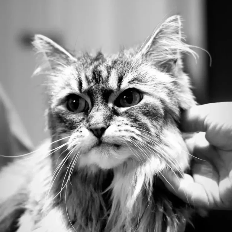 Bournemouth Vets - Cat Health Plan Bournemouth Vets - Cat Health Plan